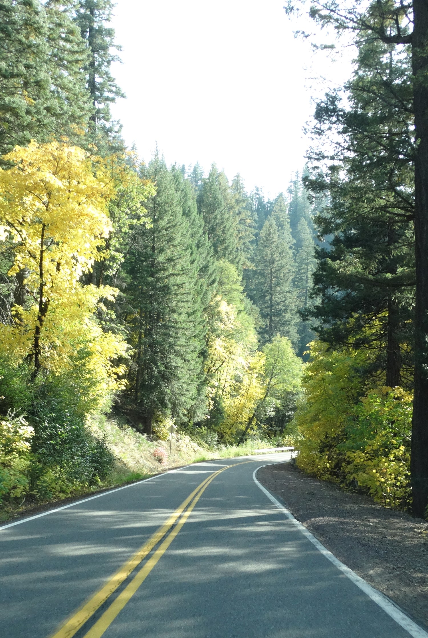 A road travelling through the forest