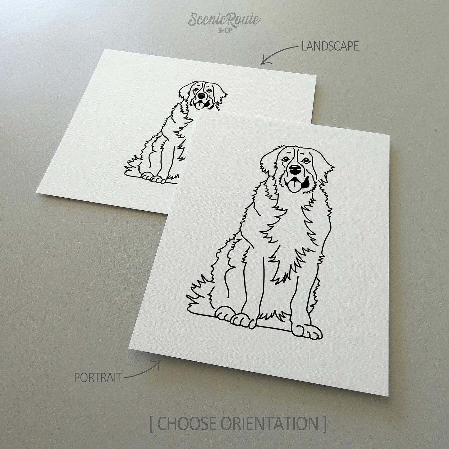 Two drawings of a Bernese Mountain Dog on white linen paper with a gray background.  Pieces are shown in portrait and landscape orientation options to illustrate the available art print options.