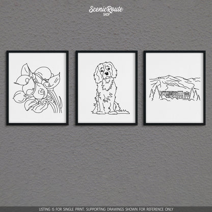 A group of three framed drawings on a gray wall. The line art drawings include Calla Lily flowers, a Cavalier King Charles Spaniel dog, and Breckenridge