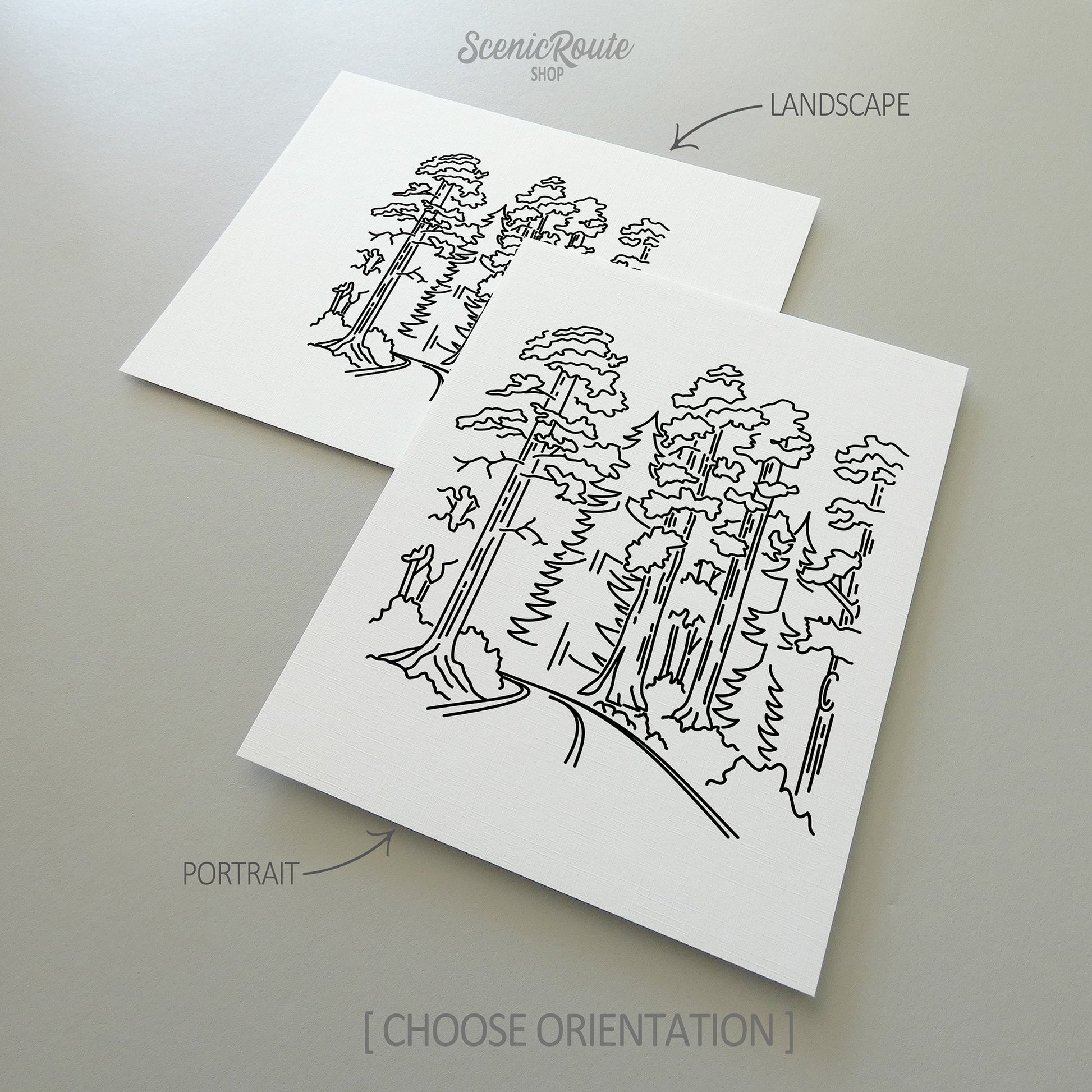 Two line art drawings of Redwood National Park on white linen paper with a gray background.  The pieces are shown in portrait and landscape orientation for the available art print options.