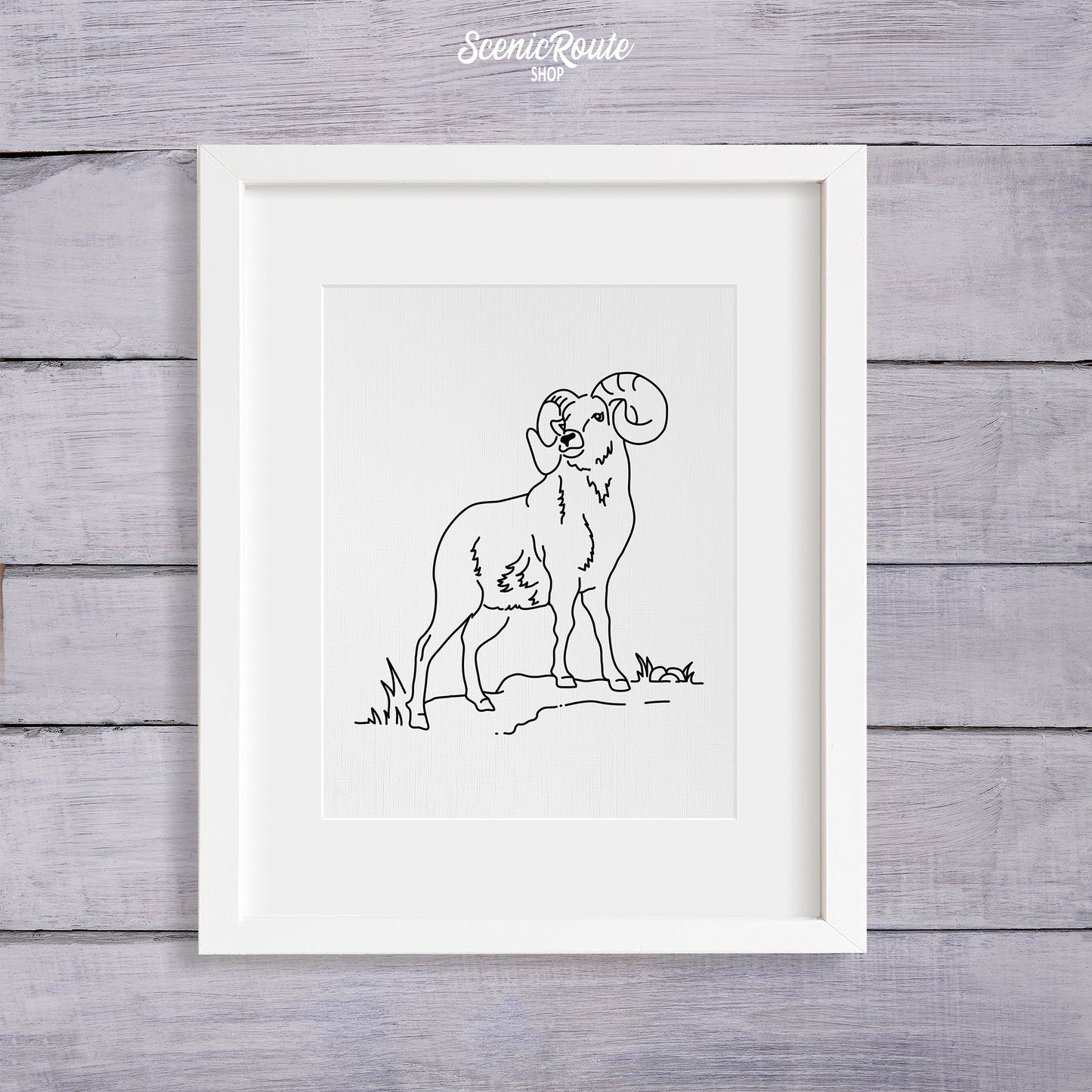 A framed line art drawing of a Longhorn Sheep