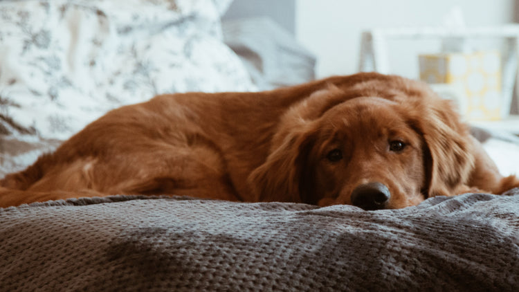 Golden Retriever laying on a bed with a gray comforter