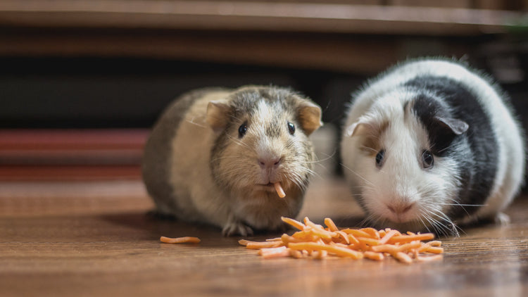 Two guinea pigs eating