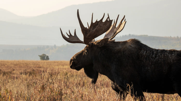 A moose standing in a field of grass