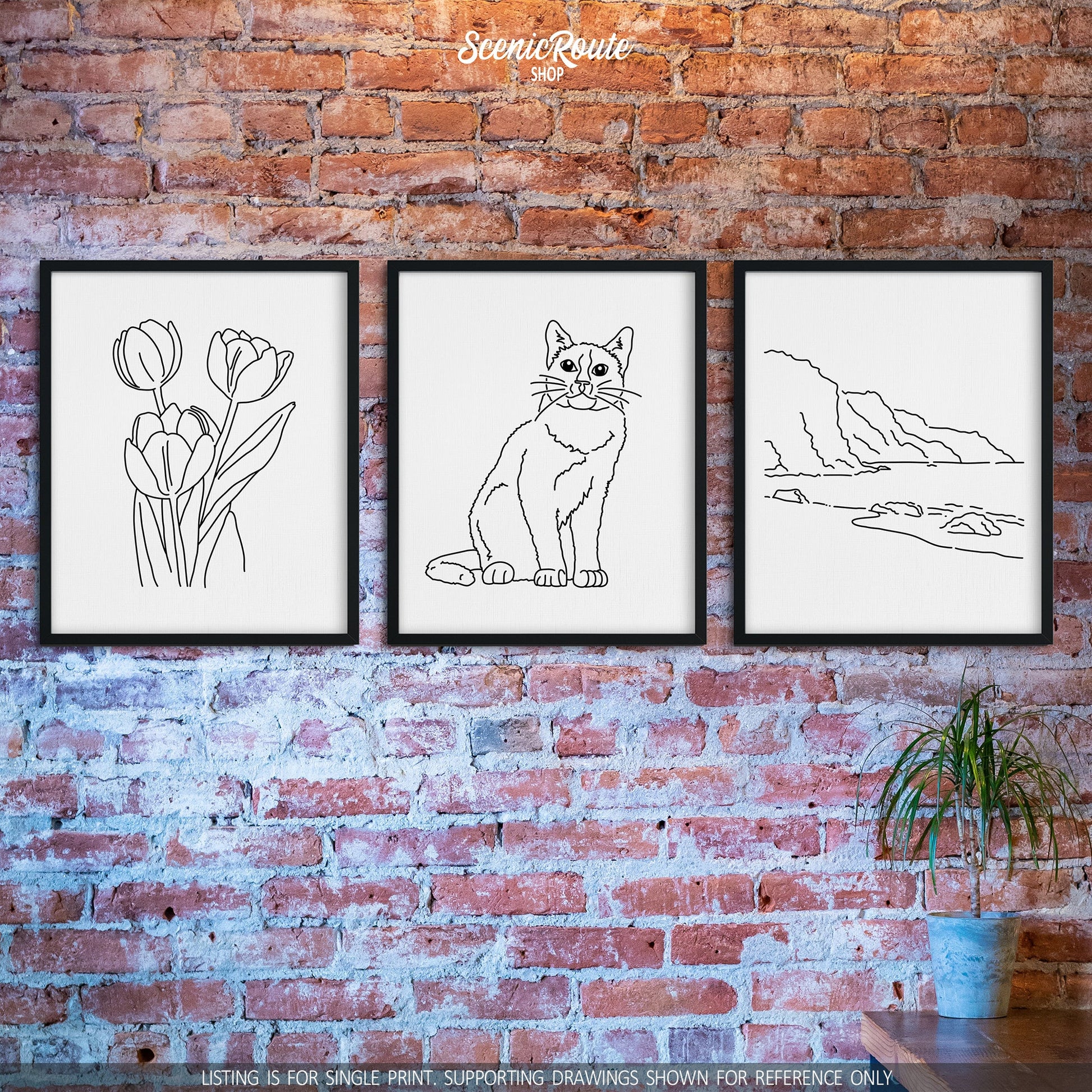 A group of three framed drawings on a brick wall. The line art drawings include Tulip flowers, Snowshoe cat, and NaPali Coast