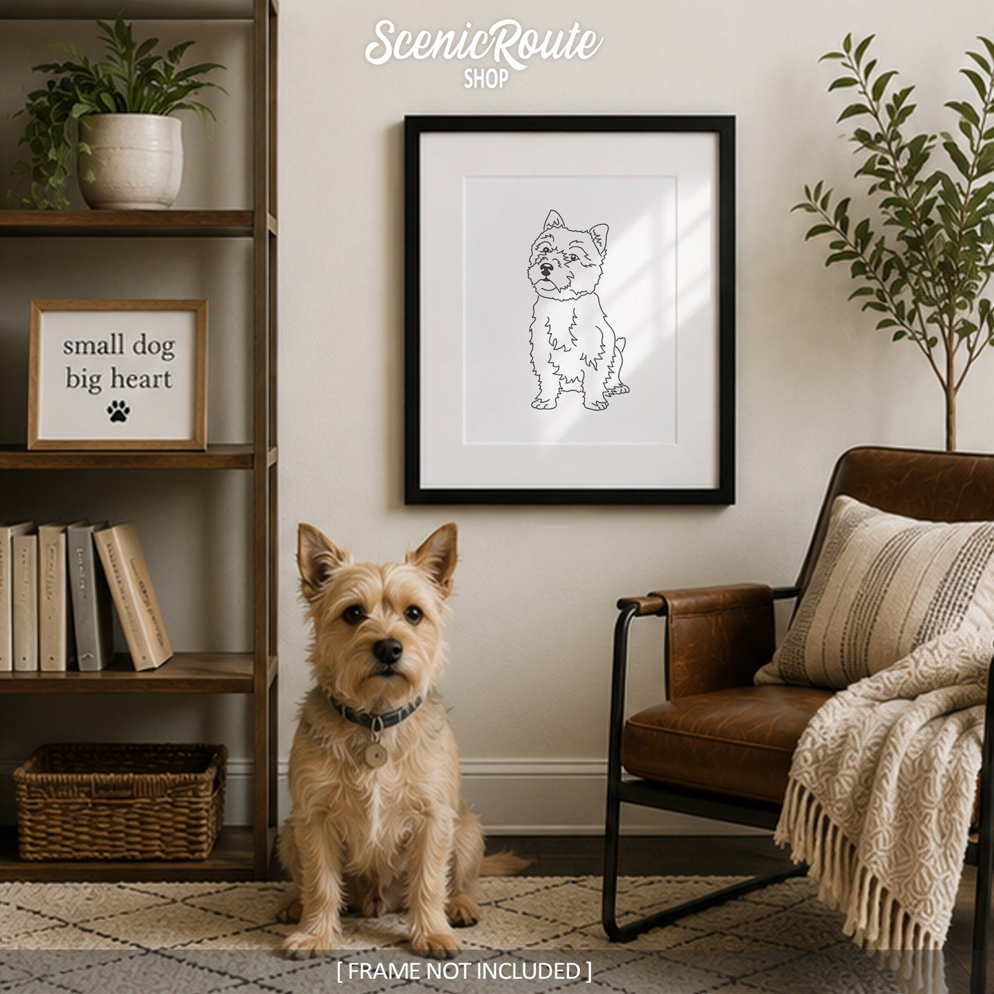 Norwich Terrier Art Print