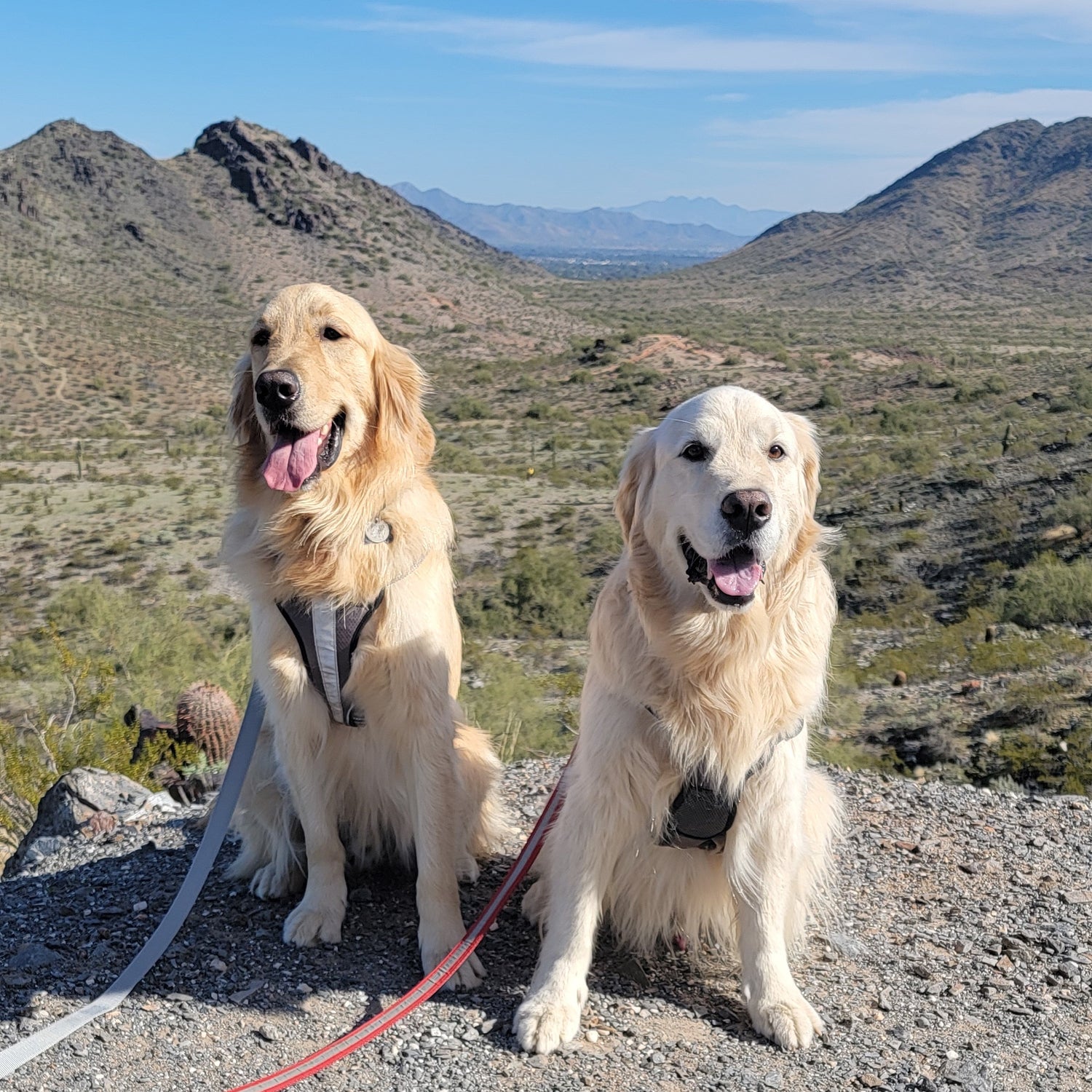 Two golden retrievers in the desert