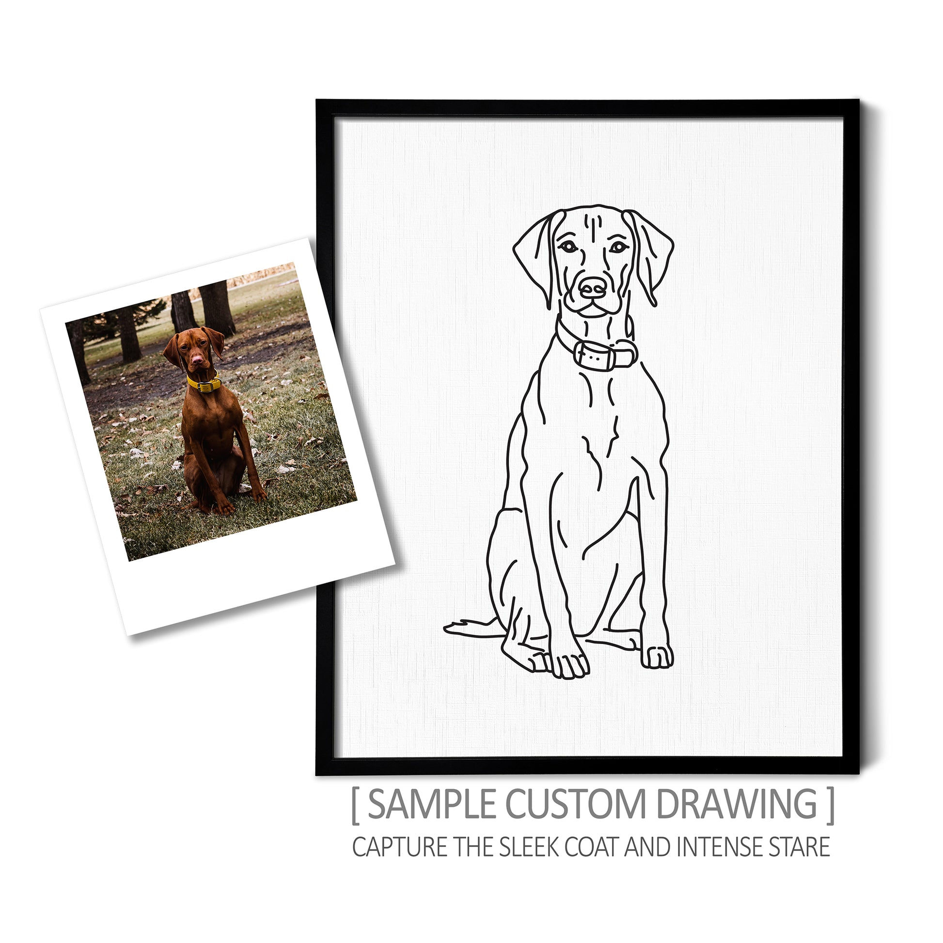 A custom line art drawing of a pointer dog on white linen paper in a thin black picture frame