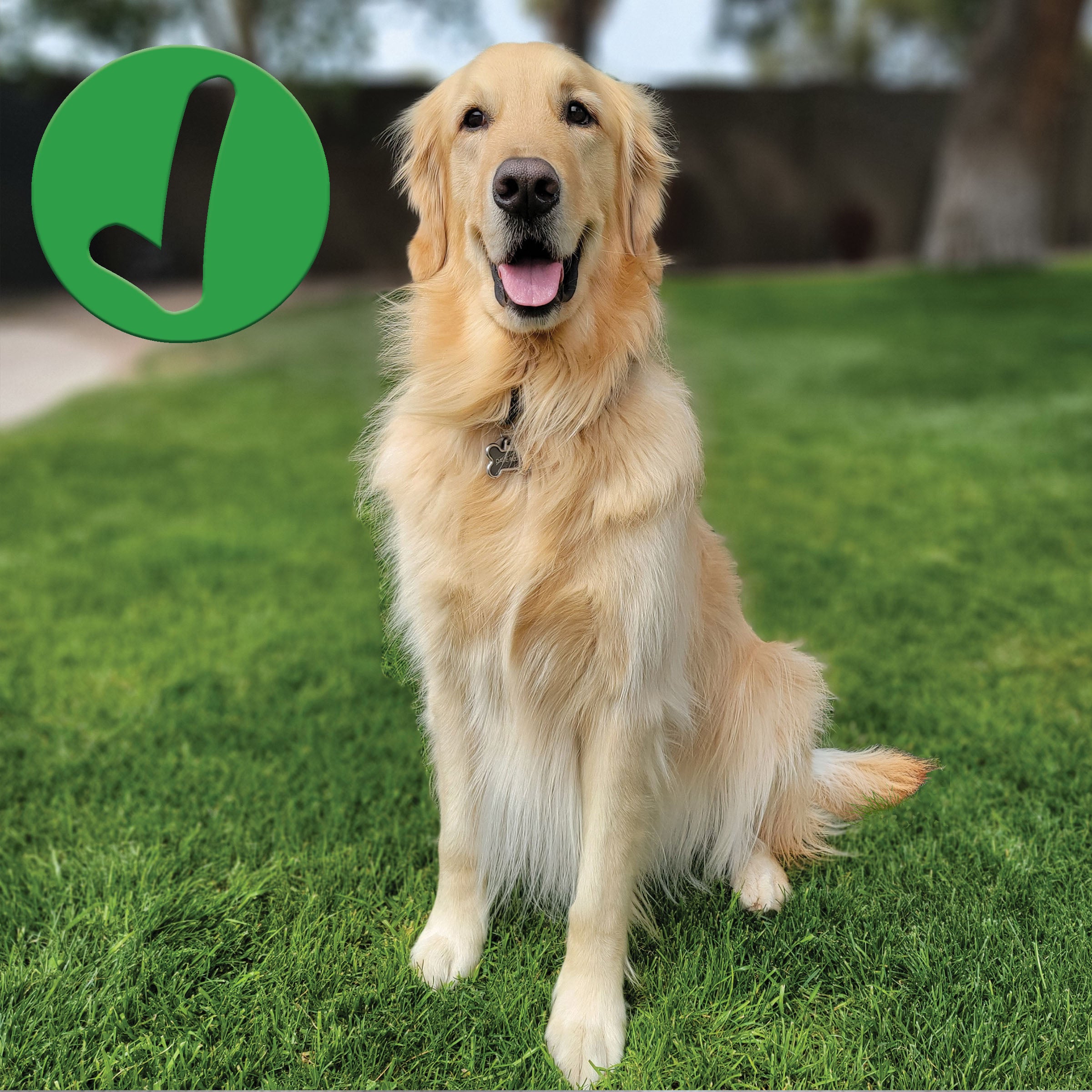 a golden retriever sitting in grass