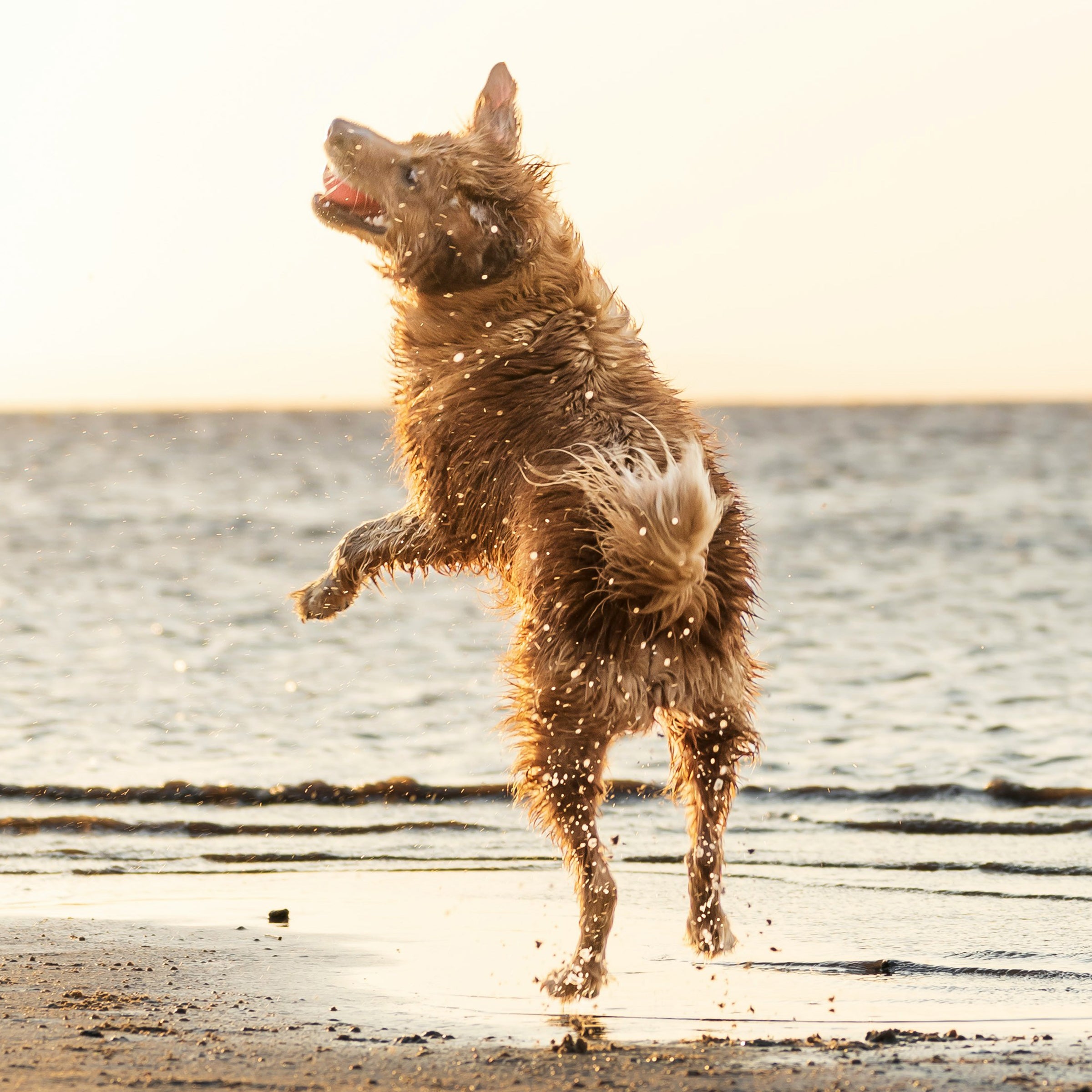 a dog jumping on the beach