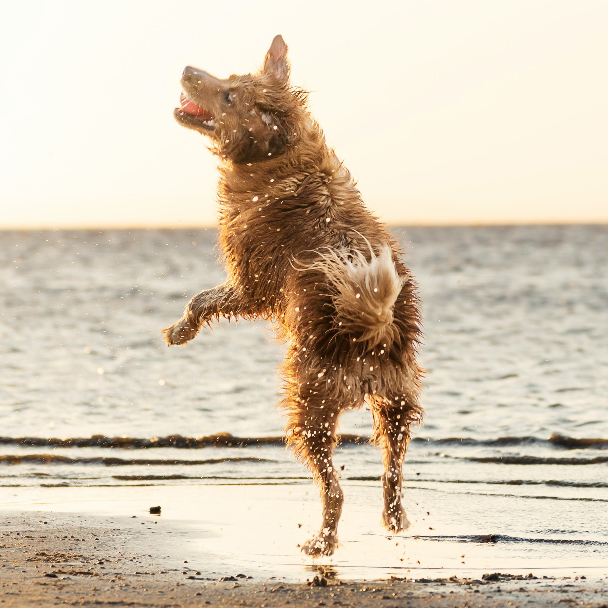 a dog jumping on the beach