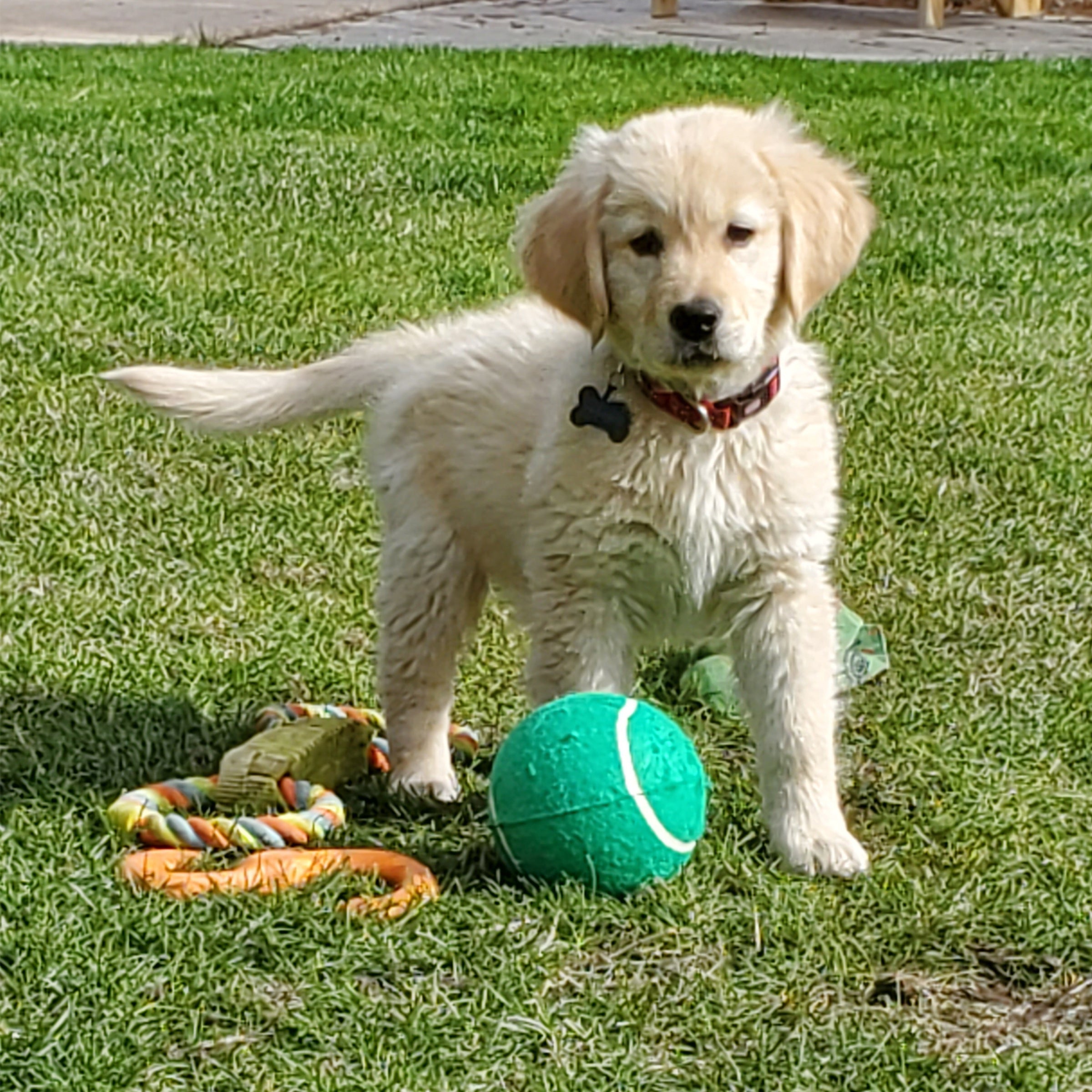 a golden retriever puppy with a green ball