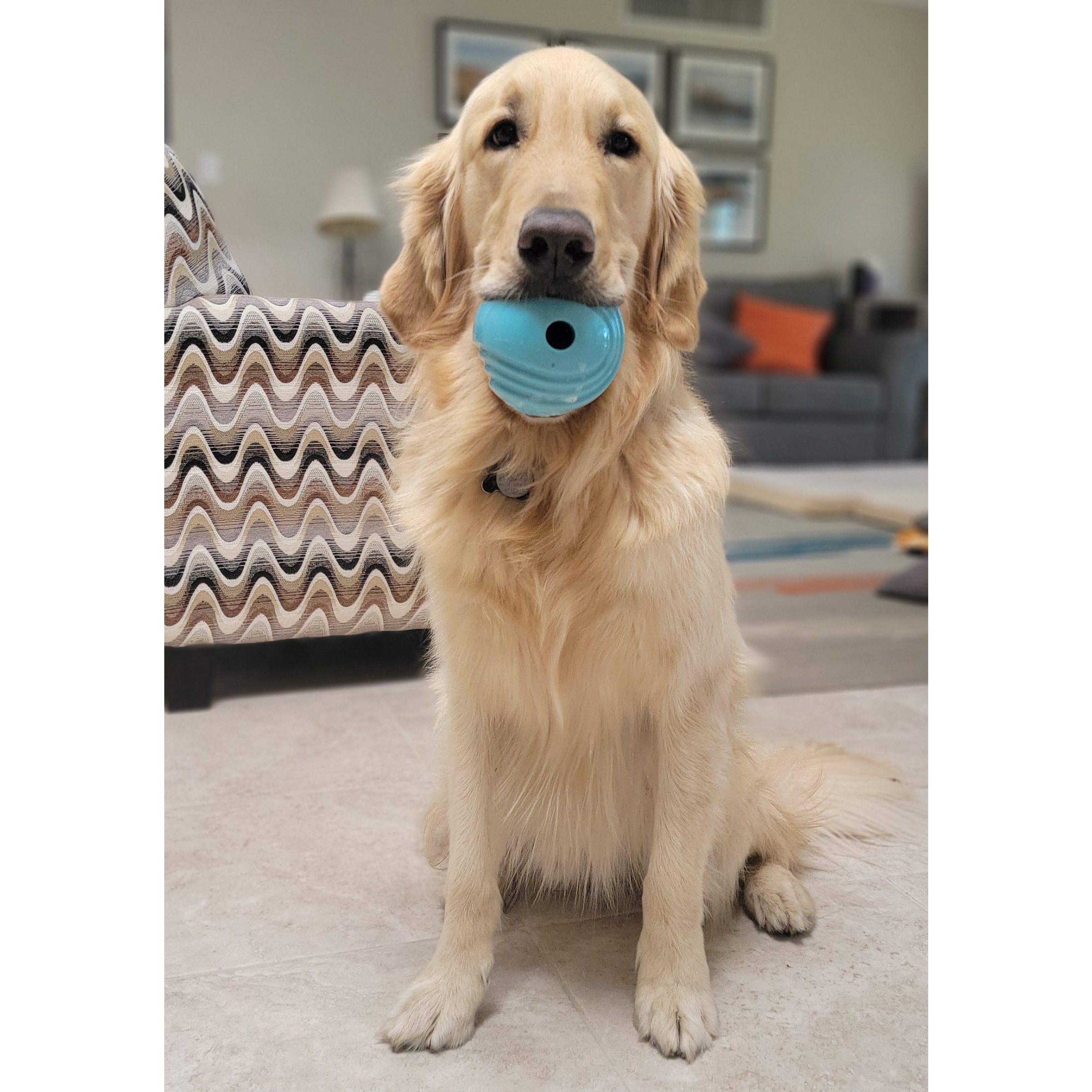 a golden retriever sitting with a ball in his mouth