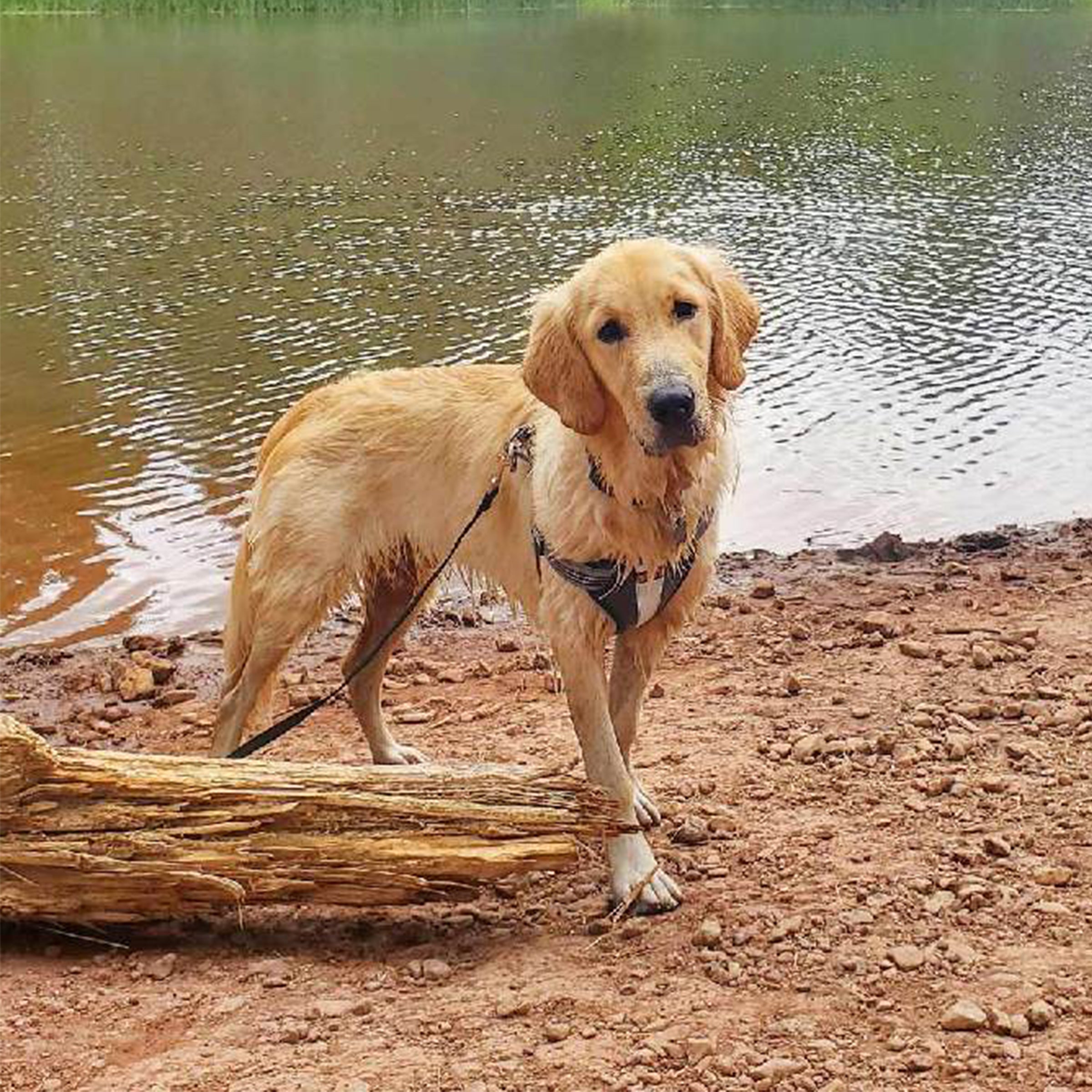 a golden retriever standing by a log by a lake