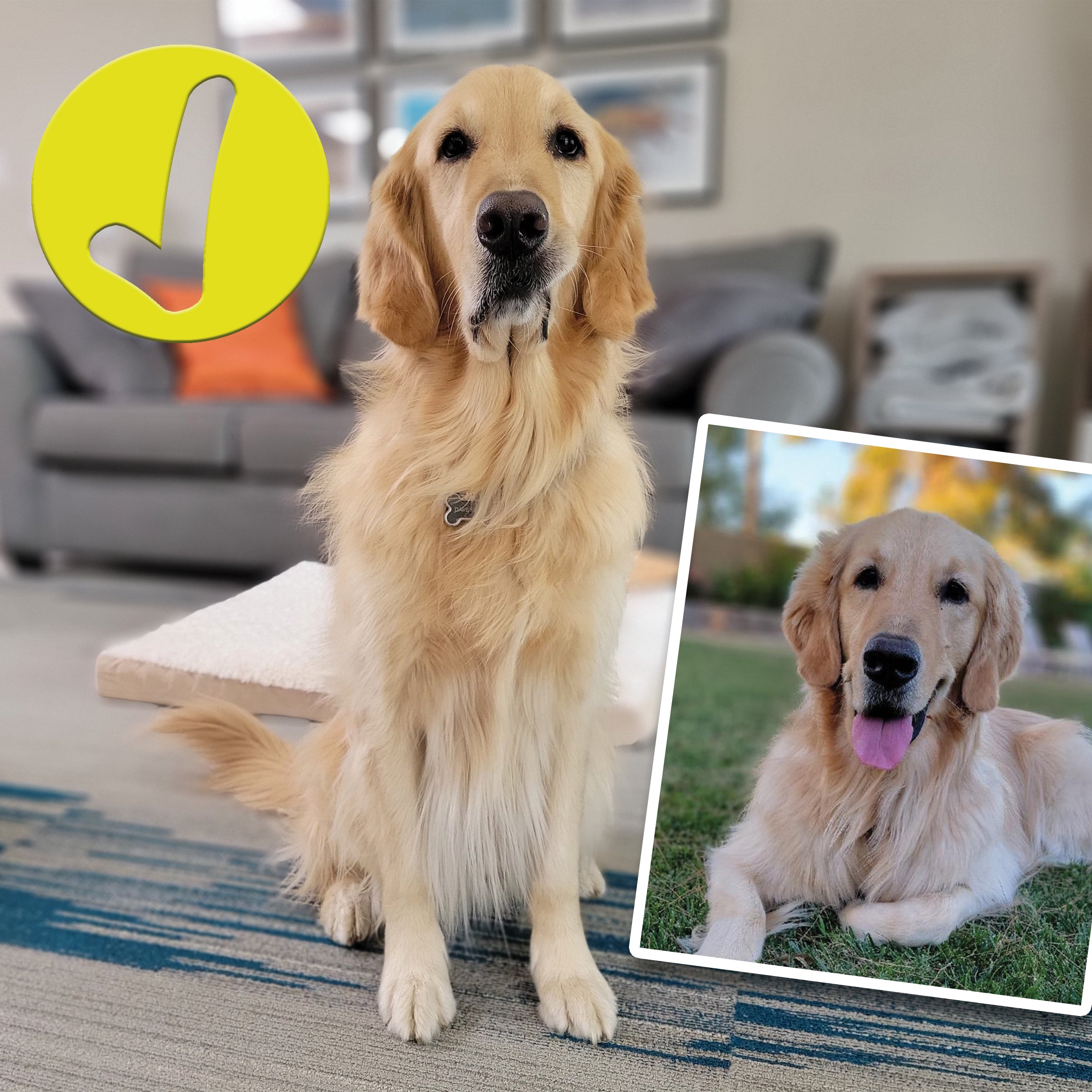 a golden retriever sitting in a living room