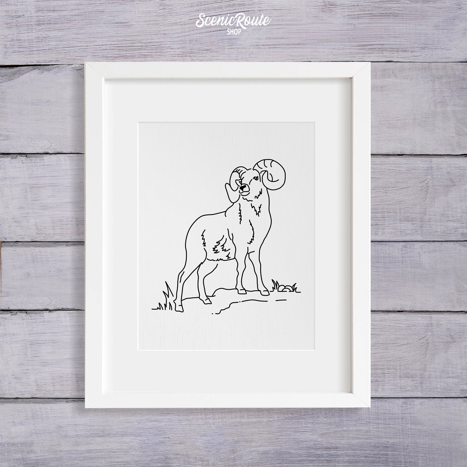 A framed line art drawing of a Longhorn Sheep